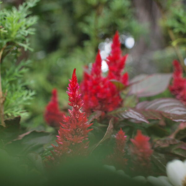 2025.11.1 | 鎌倉アガサッホ