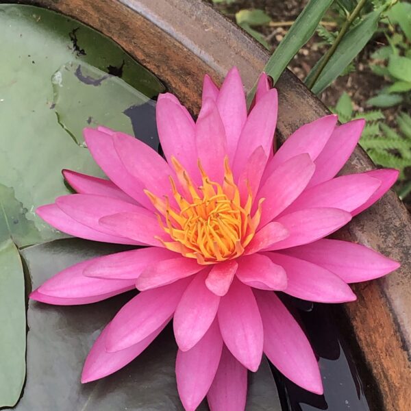 睡蓮