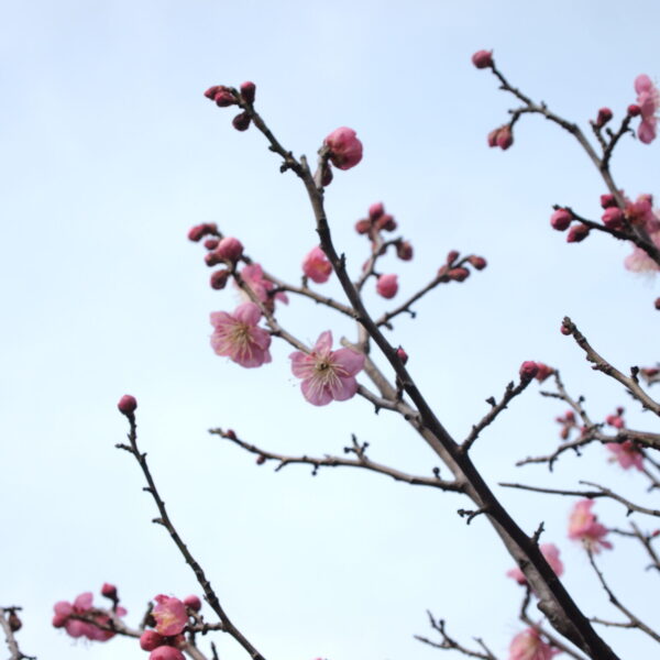 2026.1.15 | 鎌倉アガサッホ