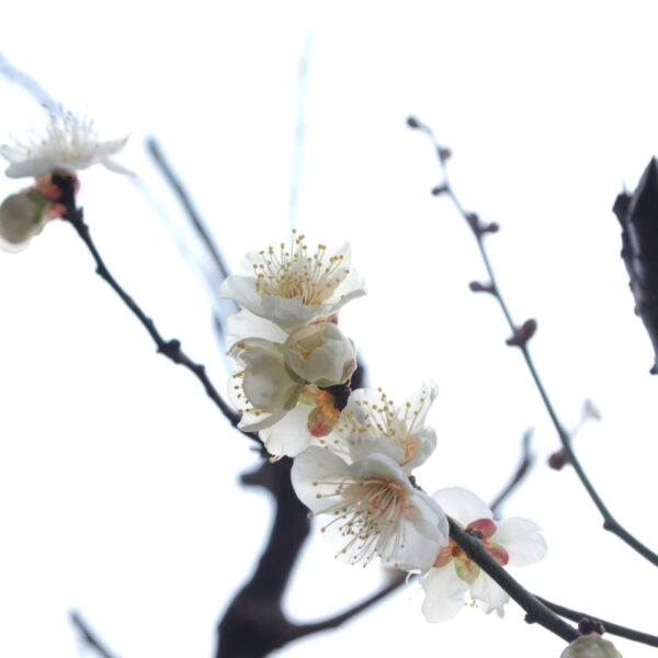 2026.1.15 | 鎌倉アガサッホ