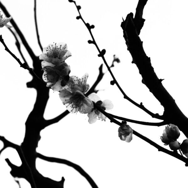 2026.1.15 | 鎌倉アガサッホ